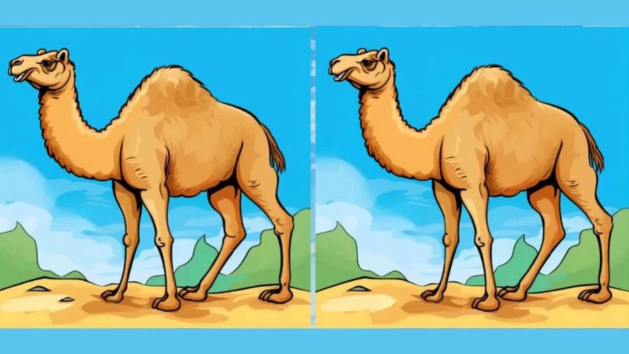 Puzzle/Matricole dal vivo