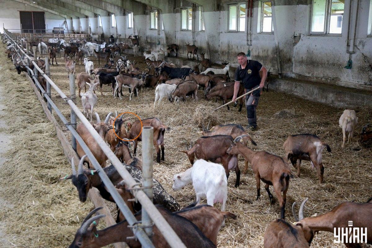 Pasărea domestică era aproape de centrul imaginii / colaj cu fotografia Moje