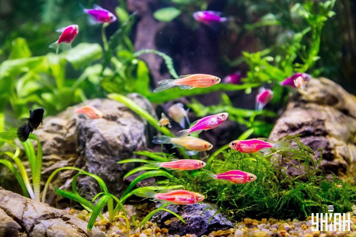 Puzzle-ul este foarte dificil, nu pierdeți timpul atunci când căutați țestoasa / colaj din fotografia Moje