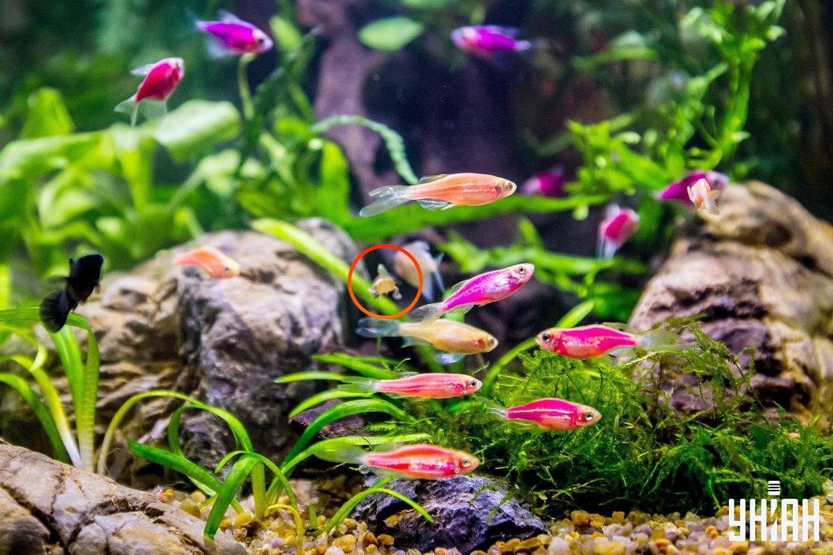 Țestoasa era aproape în centrul imaginii / colaj cu fotografia Moje