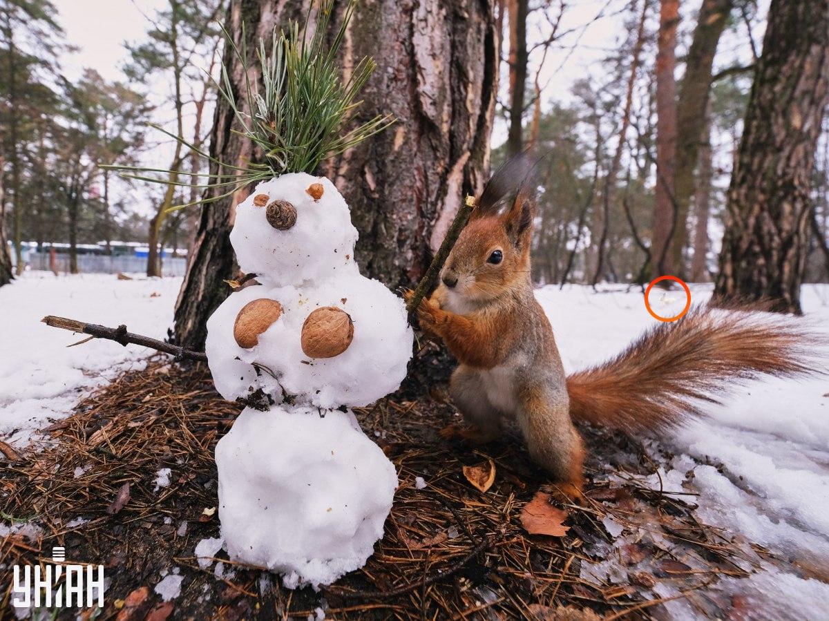 Iepurele era în partea stângă a puzzle-ului / colaj cu foto Moje