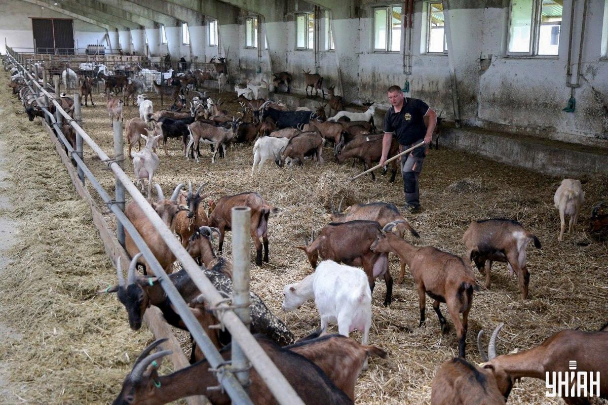 Găsiți la timp cocoșul agitat din imagine / colaj cu fotografia Moje