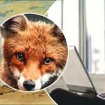 Doar un geniu va găsi 4 animale în 11 secunde: un test incredibil de atenție Doar un geniu va găsi 4 animale în 11 secunde: