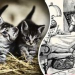 Iluzie optică pentru cei mai atenți: trebuie să găsiți două pisici în 7 secunde Iluzie optică pentru cei mai atenți: trebuie să găsiți două