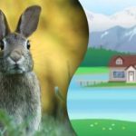 O ghicitoare pentru cei mai atenți: trebuie să găsești iepurele din imaginea misterioasă O ghicitoare pentru cei mai atenți: trebuie să găsești iepurele