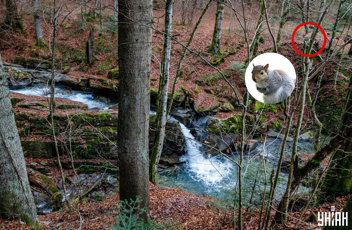 Moje colaj, Moje fotografie, Nemes Janosz