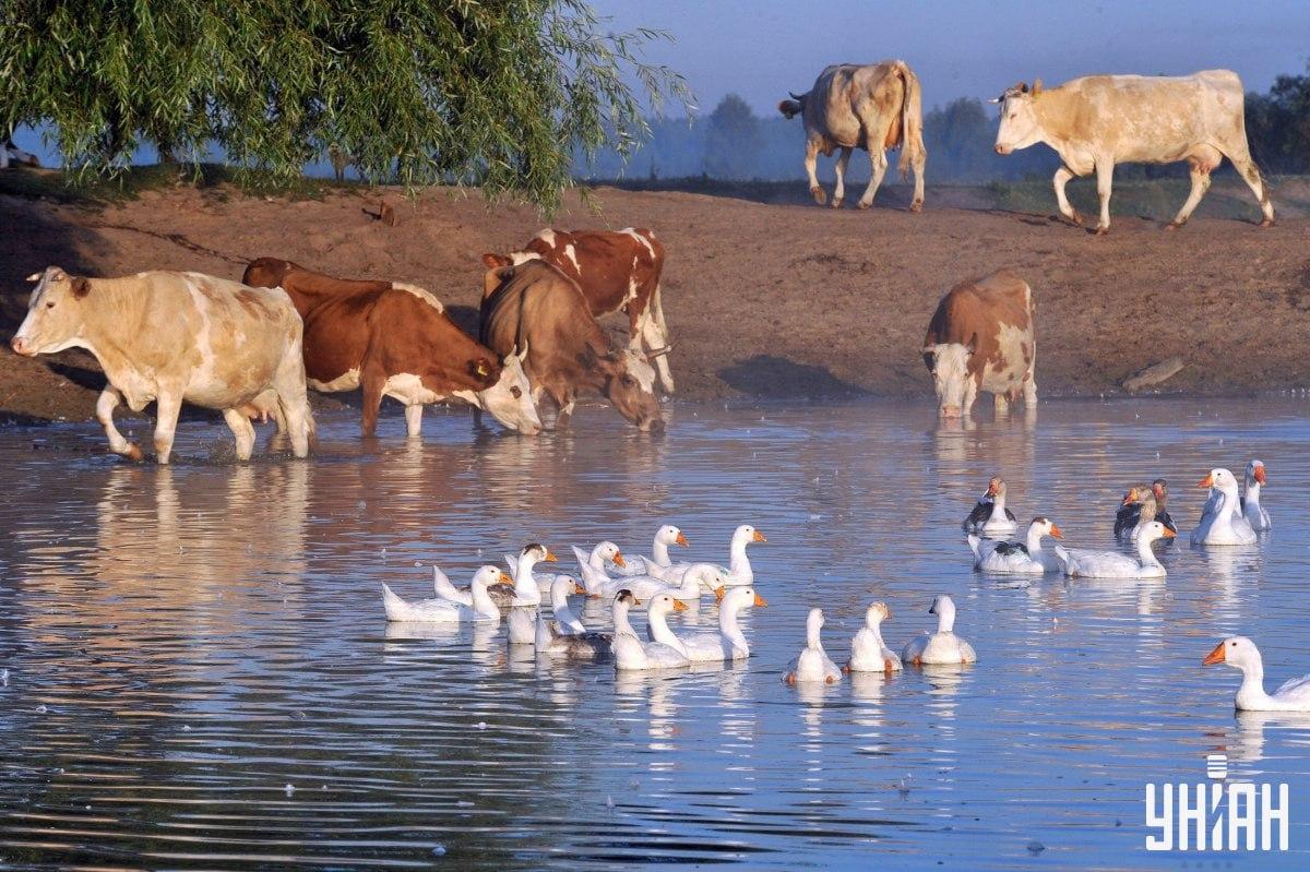 Găsiți câinele în mai puțin de 10 secunde / colaj cu fotografia Moje