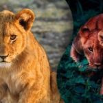 Trebuie să găsiți un pui de leu în doar 8 secunde: doar un geniu ar putea face treaba Trebuie să găsiți un pui de leu în doar 8