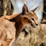 Un prădător înnăscut: date interesante despre una dintre cele mai mari feline din lume Un prădător înnăscut: date interesante despre una dintre cele mai